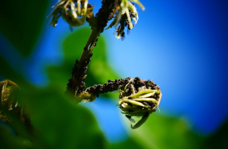 Jak przygotować mieszkanie do dezynsekcji?